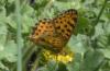 Issoria lathonia
